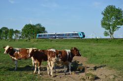 Dieseltriebwagen LINT 54 Deutsche Bahn DB Schleswig-Holstein Baureihe 622 mit Kühen bei Wilster auf der Marschbahn